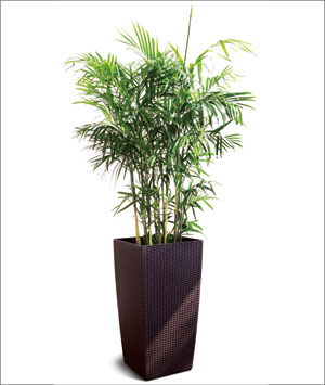 夏威夷椰子盆栽 大型植物 室内净化空气吸甲醛盆景观赏植物