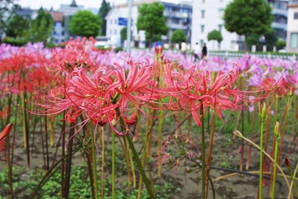 重庆植物租赁教你冬季如何养护地被植物