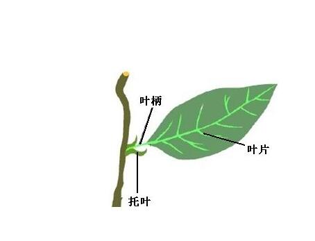 叶柄是植物身上那个部位？