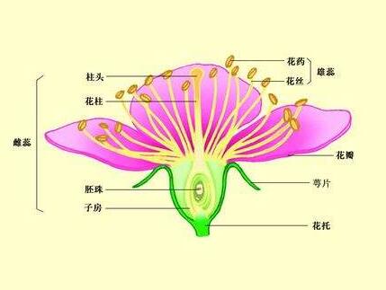 双性花和单性花的区别