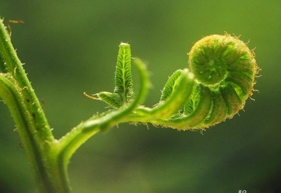 没阳光也能轻松养好的蕨类植物