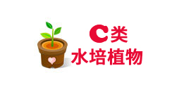 重庆水培植物租赁
