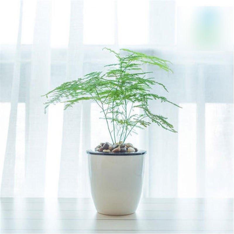 文竹-植物租赁.jpg